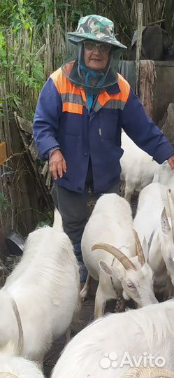 Козы и козлята