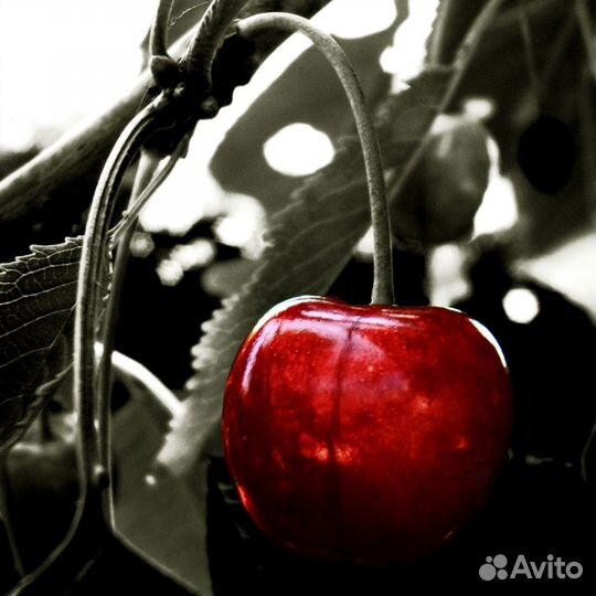 Сад черешня