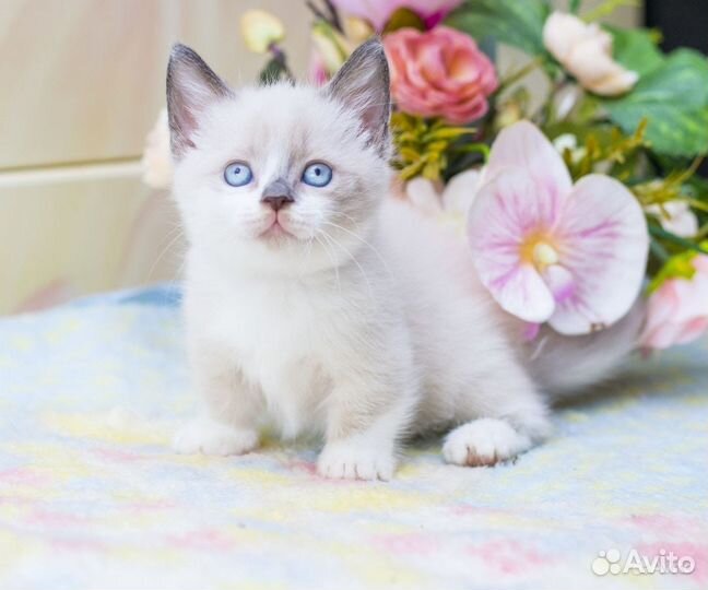 Британский котенок