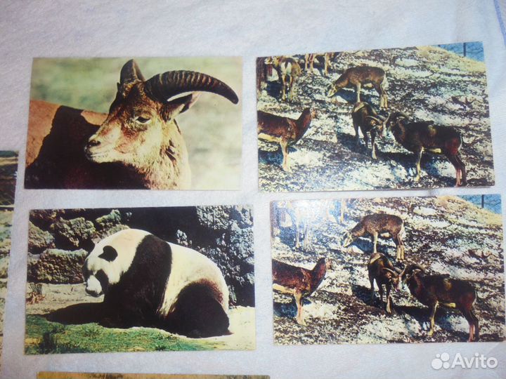 Польск зоопарк Ruch 1969+ Моск зооп Планета 1969