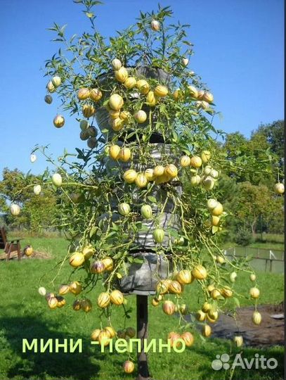 Рассада : мини -пепино,паслён,баклажан,томатов