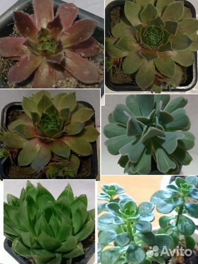 Суккуленты коллекция