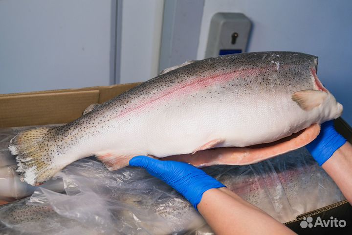 Лосось (Семга) и Форель охлажд,с\м в ассортименте