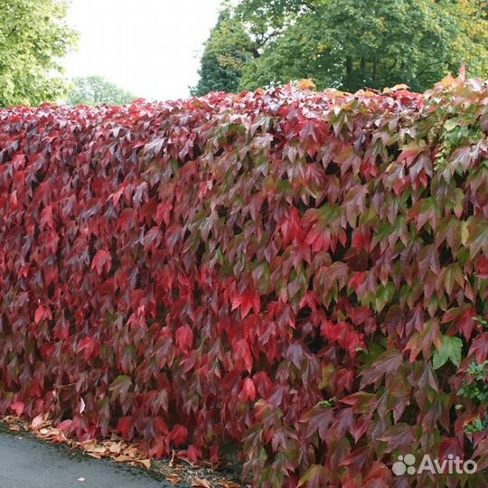 Девичий виноград (дикий), медуница
