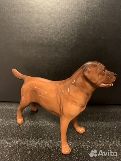 Лабрадор фарфор