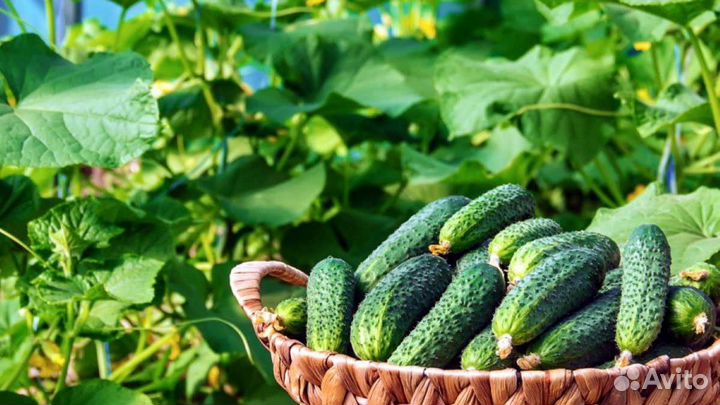 Сборщик огурцов Работа в теплице вахта
