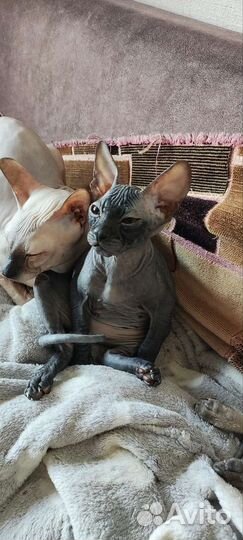 Котята сфинкс