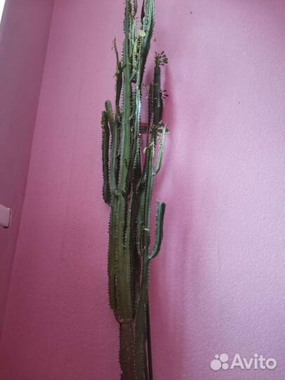 Кактус молочай