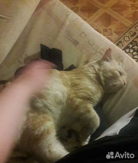 Передержка животных на время отпуска