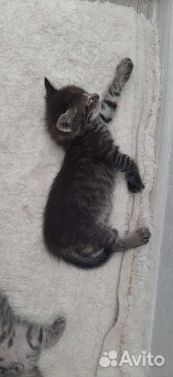 Кошка в дар бесплатно