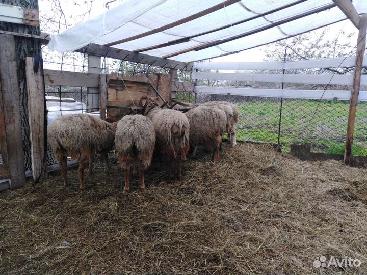 Бараны крупной породы