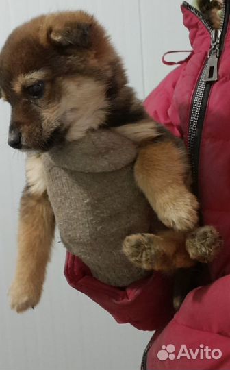 Щенок от маленькой собачки в отлове. Необходим дом