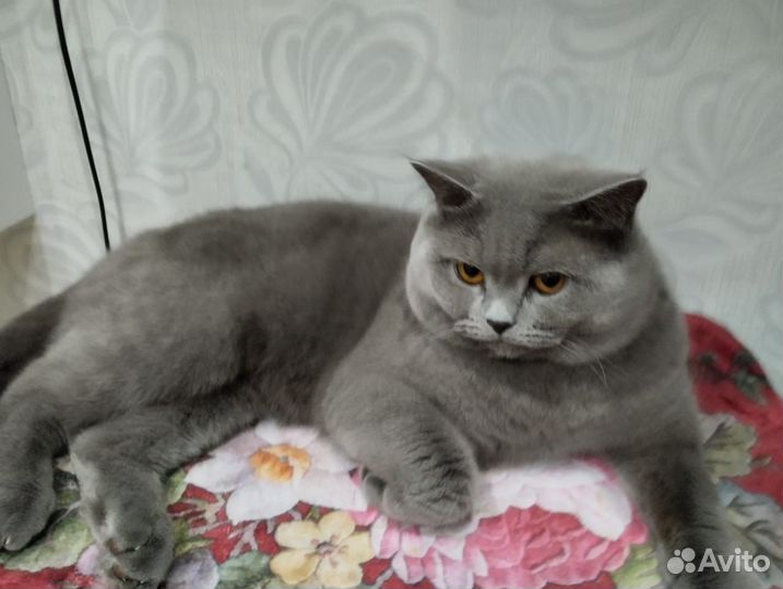 Британский кот вязка