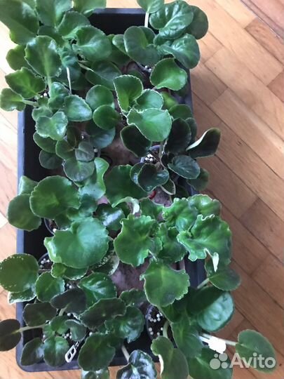 Детки сортовых фиалок