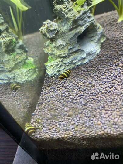 Аквариум с рыбками