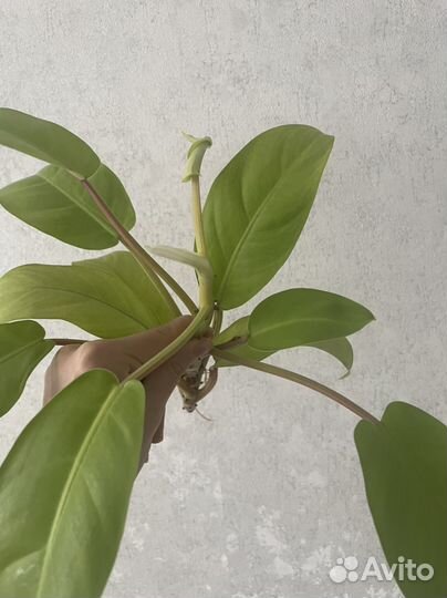 Филодендрон малай голд