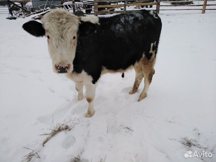 Быки и телки