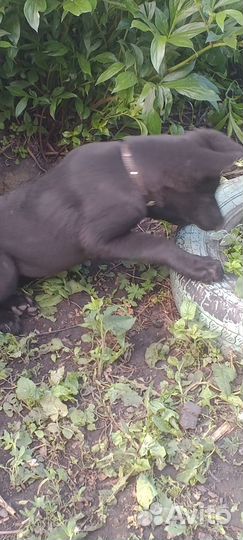 Восточная овчарка