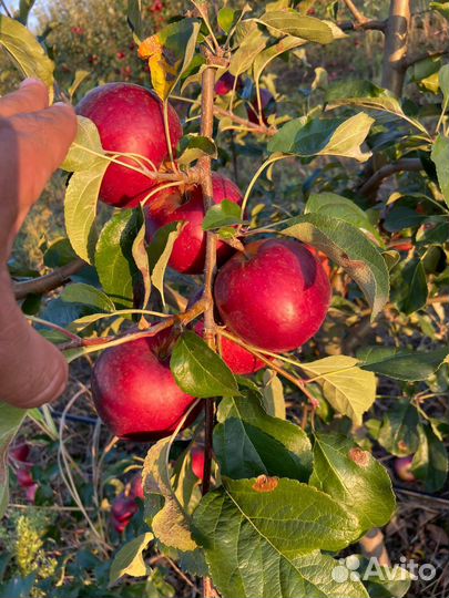 Яблоки сорт Моди