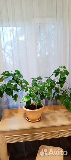 Китайская роза