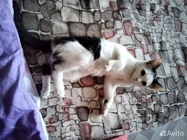 Котята в добрые руки бесплатно