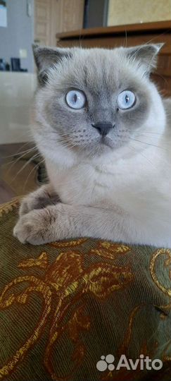 Кот для вязки