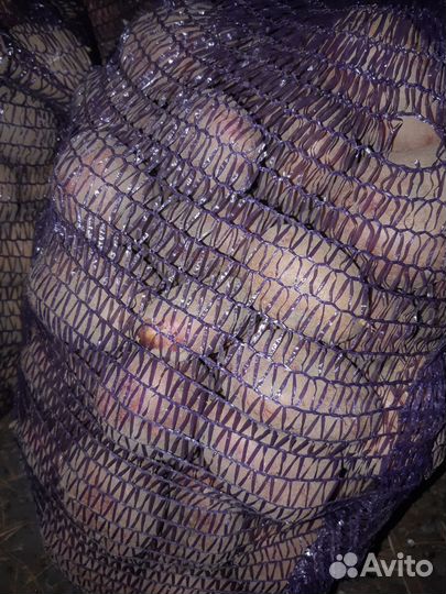 Картофель, ручной копки