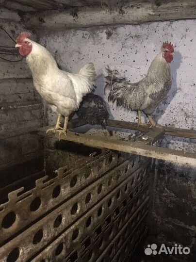 Петушки