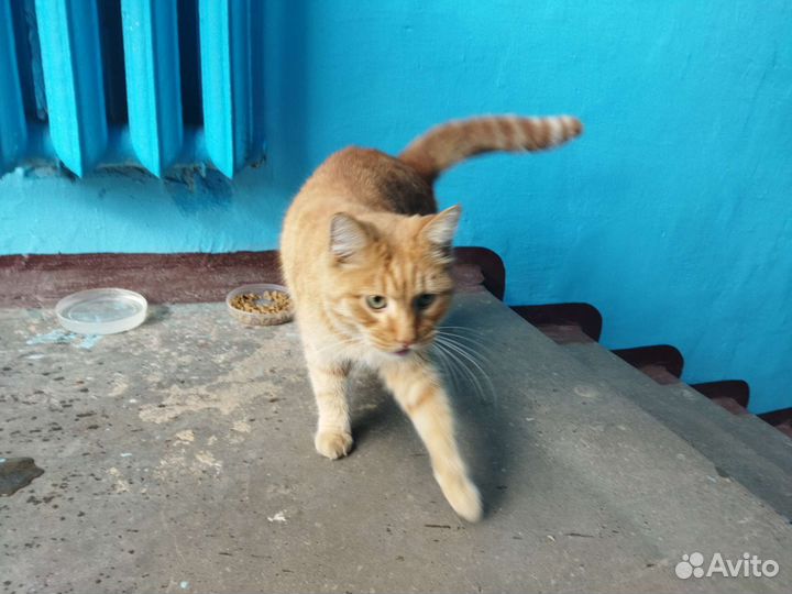 Кошка