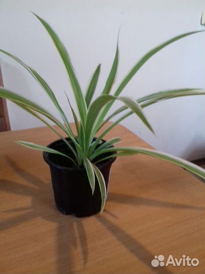 Хлорофитум хохлатый