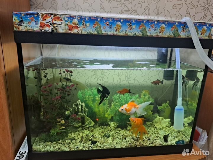 Аквариум 100 литров