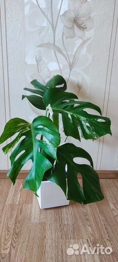 Монстера вариегатная Альба