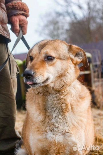 Собака для души