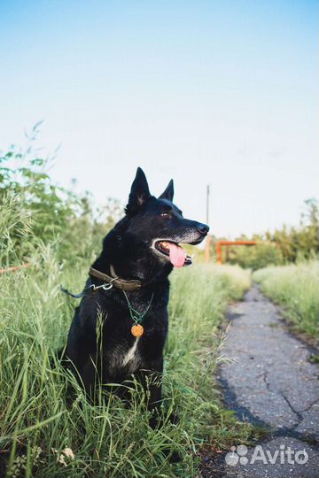 Лайка русская