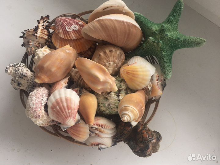 Морские ракушки