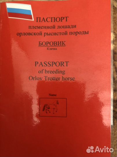 Жеребец орловский рысак Кабыла русская рысистый