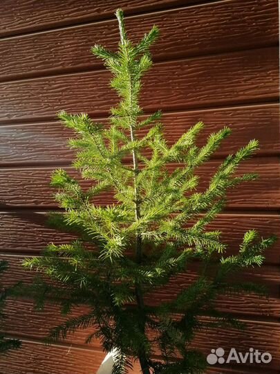 Пихта сибирская