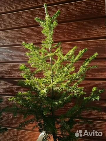 Пихта сибирская