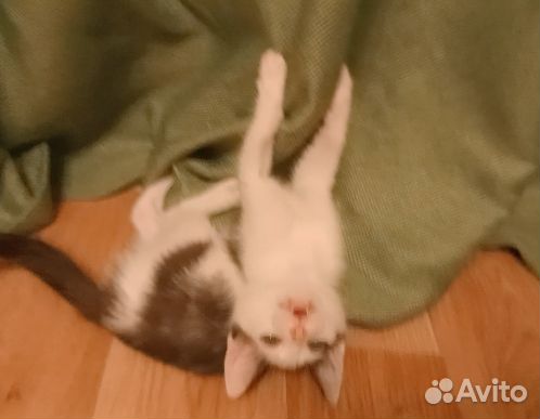 Котёнок Бендер из знаменитого видео - мема