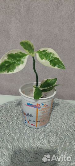 Педилантус