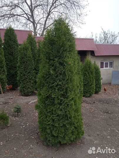Туи всех сортов, можжевельники, ëлки