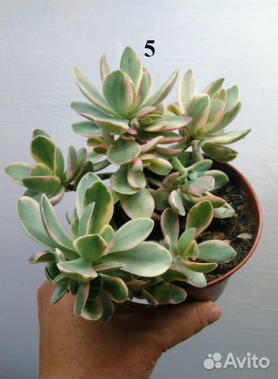 Другие коллекционные Крассулы NEW 10.09.23