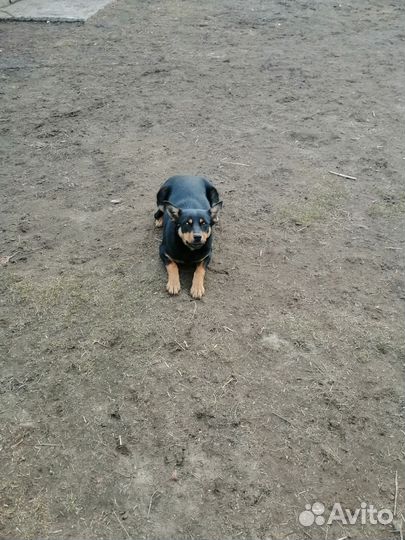 Австралийский келпи