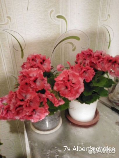 Пеларгония герань