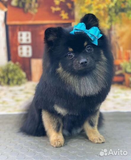 Померанский шпиц мини вязка