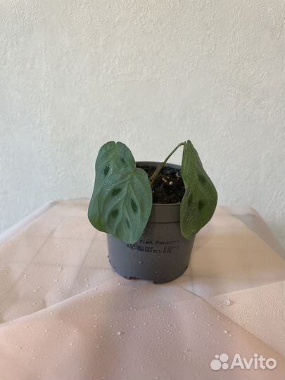 Маранта, антуриум, манго