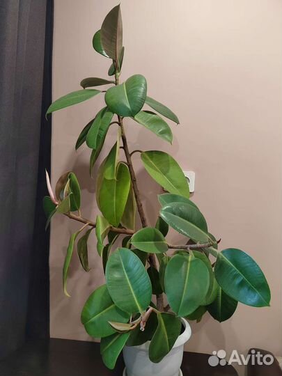 Фикус каучуконосный