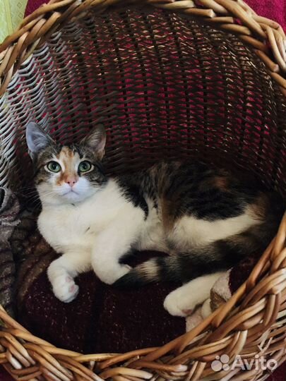 Ласковая молодая кошечка Кнопа