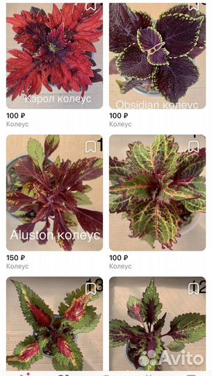 Колеусы вегетативные