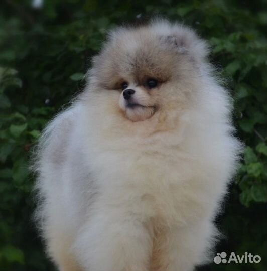 Шпиц девочка